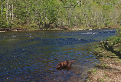 Kelley - Kenduskeag Stream b 5-21-17.jpg