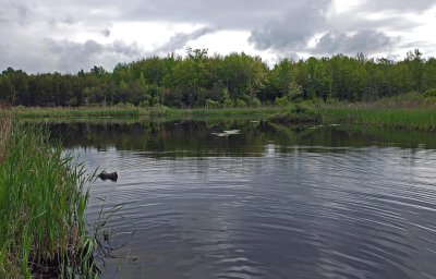 Beaver Pond  City Forest 6-4-17.jpg