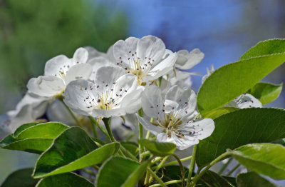 Pear Blossoms 5-21-17.jpg