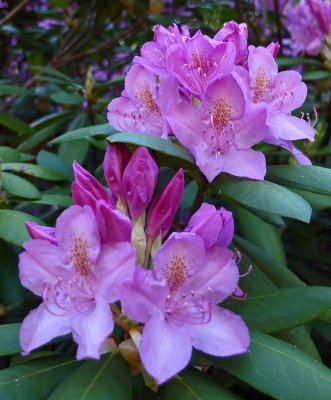 Rhododendron  Garden 6-7-17.jpg