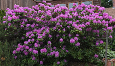 Rhododendron  Garden 6-8-17.jpg