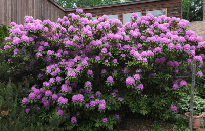 Rhododendron 6-9-17-pf .jpg