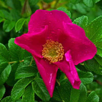 Rosa ruggosa 6-9-17.jpg