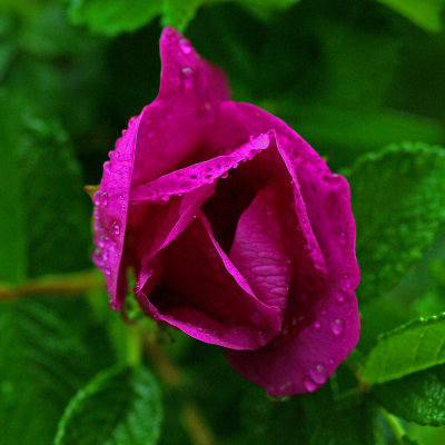 Rosa ruggosa b  6-9-17.jpg