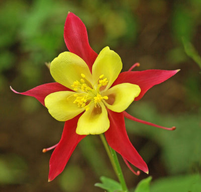 Aquilegia - Bangor b 5-30-12-pf.jpg