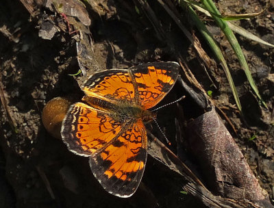 Butterfly - Trail Along Kenduskeg 6-12-17.jpg