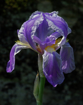 Japanese Iris   - Garden 6-13-17.jpg