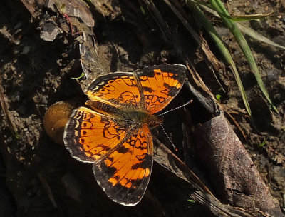 Butterfly - Trail Along Kenduskeg 6-12-17-pf.jpg