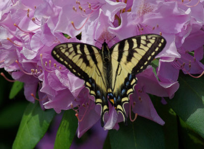 Swallowtail Garden 6-15-17.jpg