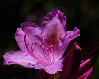 Rhododendron Garden 6-1-17-pf.jpg
