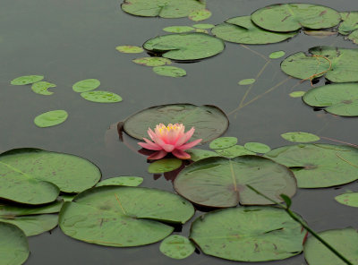 Water Lily Little Long Pond  7-17-12-ed.jpg