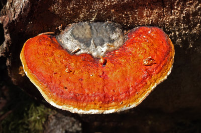 Fungus Harbor Brook Trail  6-29-17.jpg