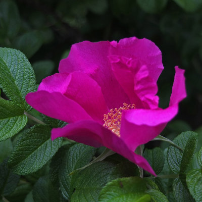 Rosa rugosa Garden 7-1-17.jpg