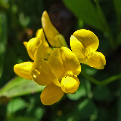 Crown Vetch City Forest 7-2-17.jpg