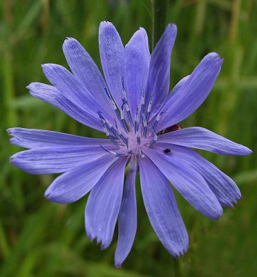 Chicory City Forest b 7-12-17.jpg