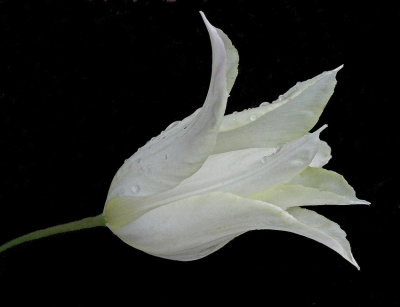 Flower U. Maine 5-21-11-pf.jpg