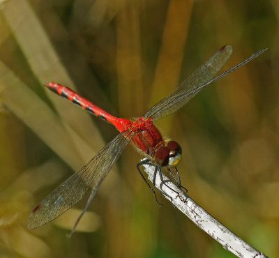Dragonfly  - Walden b  9-12-11-ed.jpg