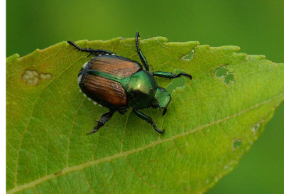 Japanese Beetle Essex Woods 7-18-17.jpg