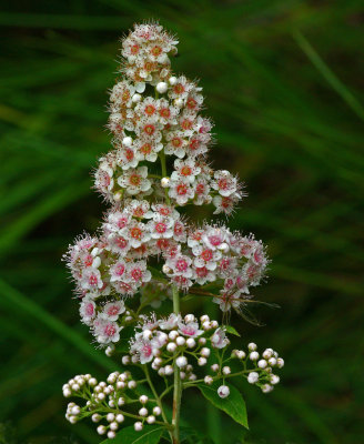 Wildflowers  Essex Woods b 7-18-17.jpg