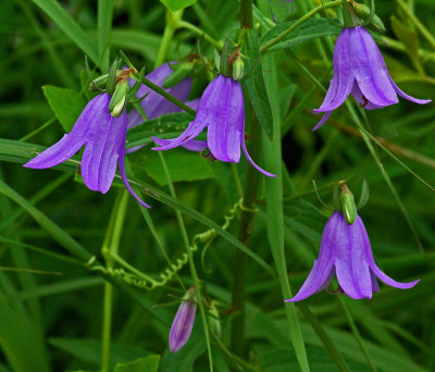 Wildflowers  Essex Woods e 7-18-17.jpg