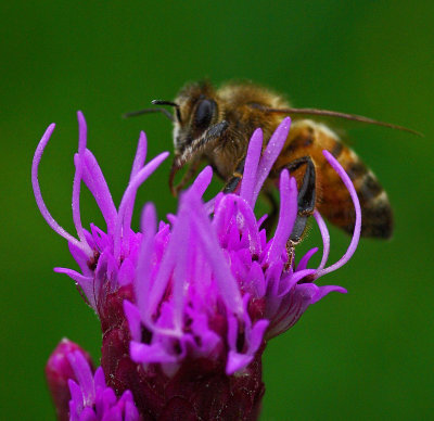 Bee on Gayfeather Garden c 7-24-17.jpg