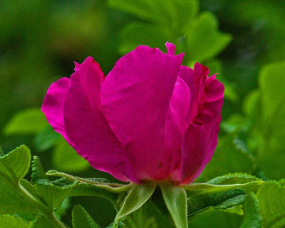Rosa rugosa Garden 7-24-17.jpg