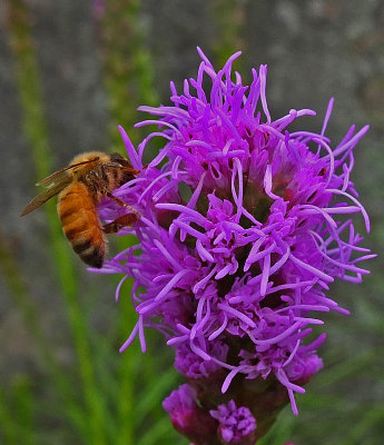 Bee on Gayfeather Garden 7-24-17.jpg