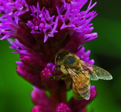 Bee on Gayfeather Garden b 7-24-17.jpg