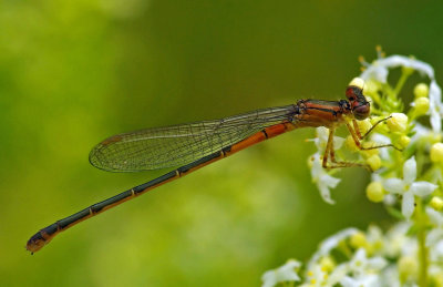 Damselfly Marsh Island 6-20-12.jpg