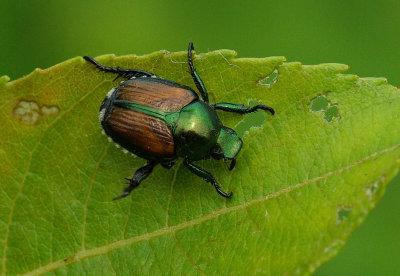 Japanese Beetle Essex Woods 7-18-17.jpg