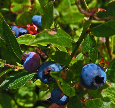 Blueberries   Little Long Pond 7-28-17.jpg