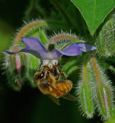 Bee Garden b 8-1-17.jpg