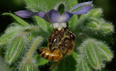 Bee Garden c 8-1-17.jpg
