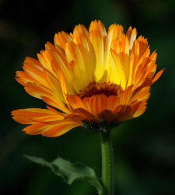 Calendula Garden b 8-1-17.jpg