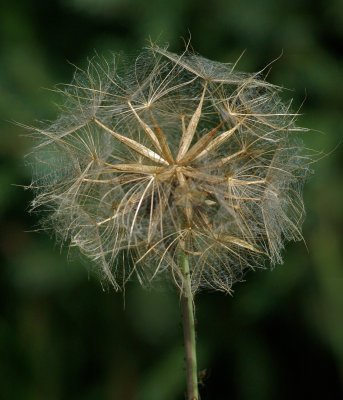 Blown Flower City Forest 8-4-17.jpg