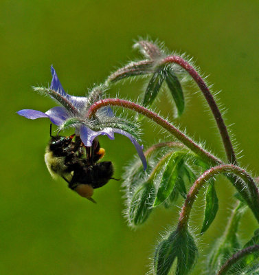 Bee Garden 8-1-17.jpg