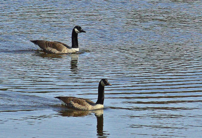 Geese City Forest 4-20-12-ed.jpg
