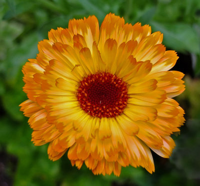 Calendula Garden  8-11-17.jpg