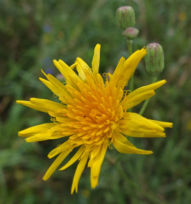 Wildflowers City Forest 8-12-17.jpg