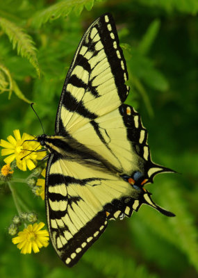 Butterfly- Tunk Mtn. Trail b 6-16-12-pf.jpg