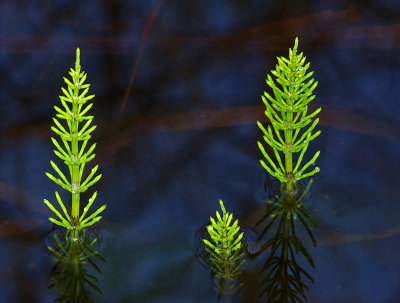 Water Plants  City Forest 5-11-12-ed.jpg