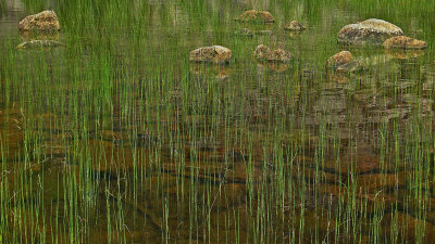 Reeds - Bubble Pond 8-17-13-ed-pf.jpg