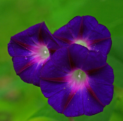 Morning Glories  Gardem 8-19-17.jpg