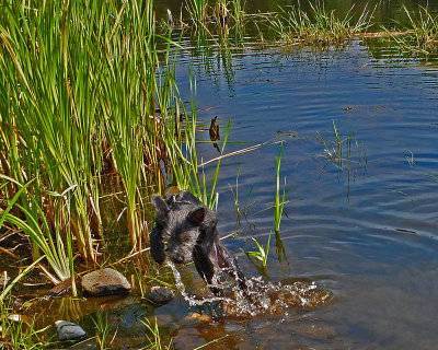 Ollie Beaver Pond b 8-21-17.jpg
