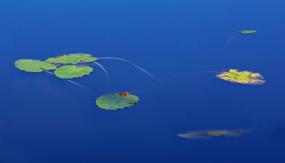 Lily Pads  - Canon Brook Trail 9-24-12-ed.jpg