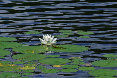 Messalonskee Sream  - Water Lily  7-18-10-ed-pf.jpg