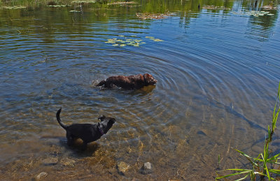 Kelley and Indy  - City Forest 9-2-17.jpg