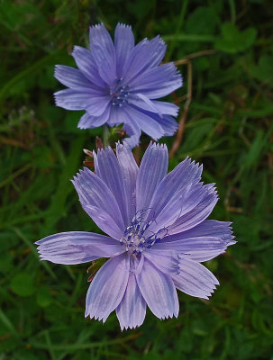 Chicory City Forest  9-5-17.jpg