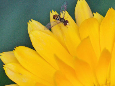 Hoverfly on Calendula - Garden  7-16-13-ed.jpg
