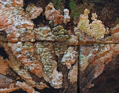 Fungi  Harbor Brook Trail 8-6-17.jpg